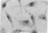 1875