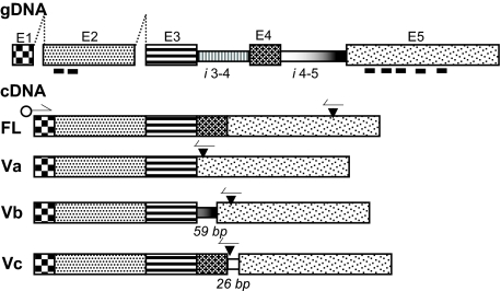 FIGURE 1.