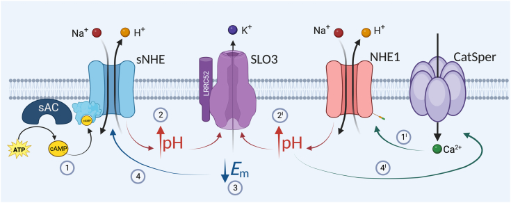 Figure 6