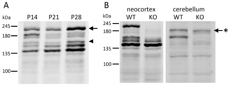 Fig. (2)