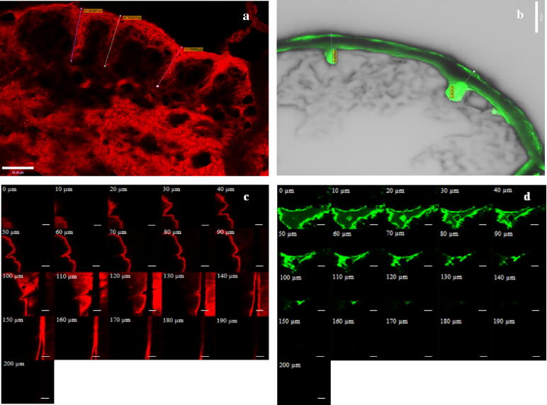 Fig. 9