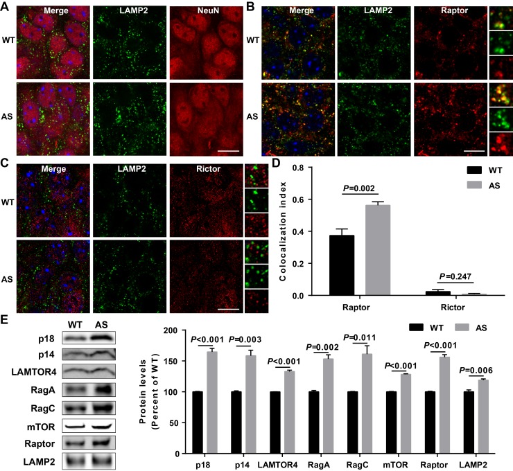 Figure 4—figure supplement 2.