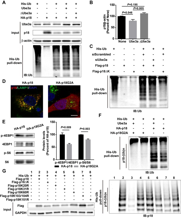 Figure 1—figure supplement 1.