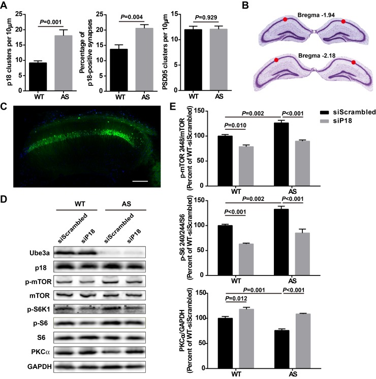 Figure 6—figure supplement 1.