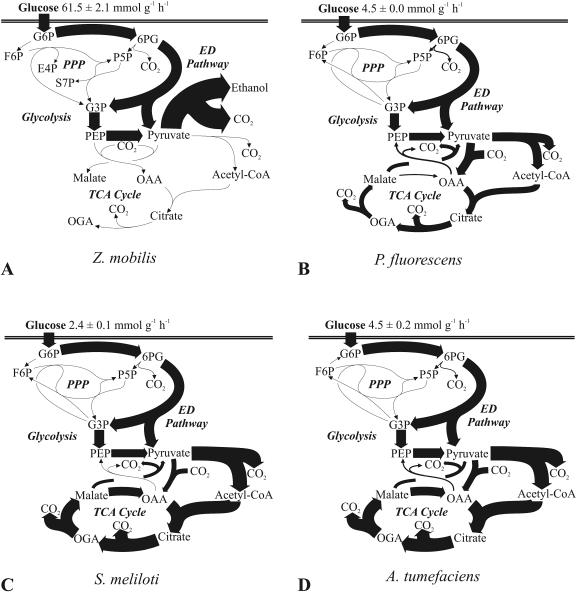 FIG. 2.