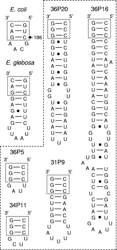 FIG. 5.