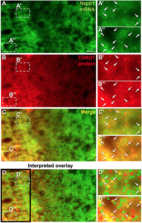 Figure 10