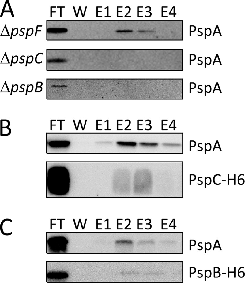 FIGURE 4.