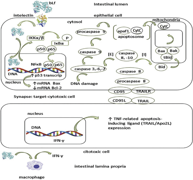 FIGURE 3