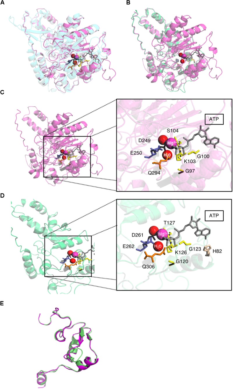 FIGURE 4