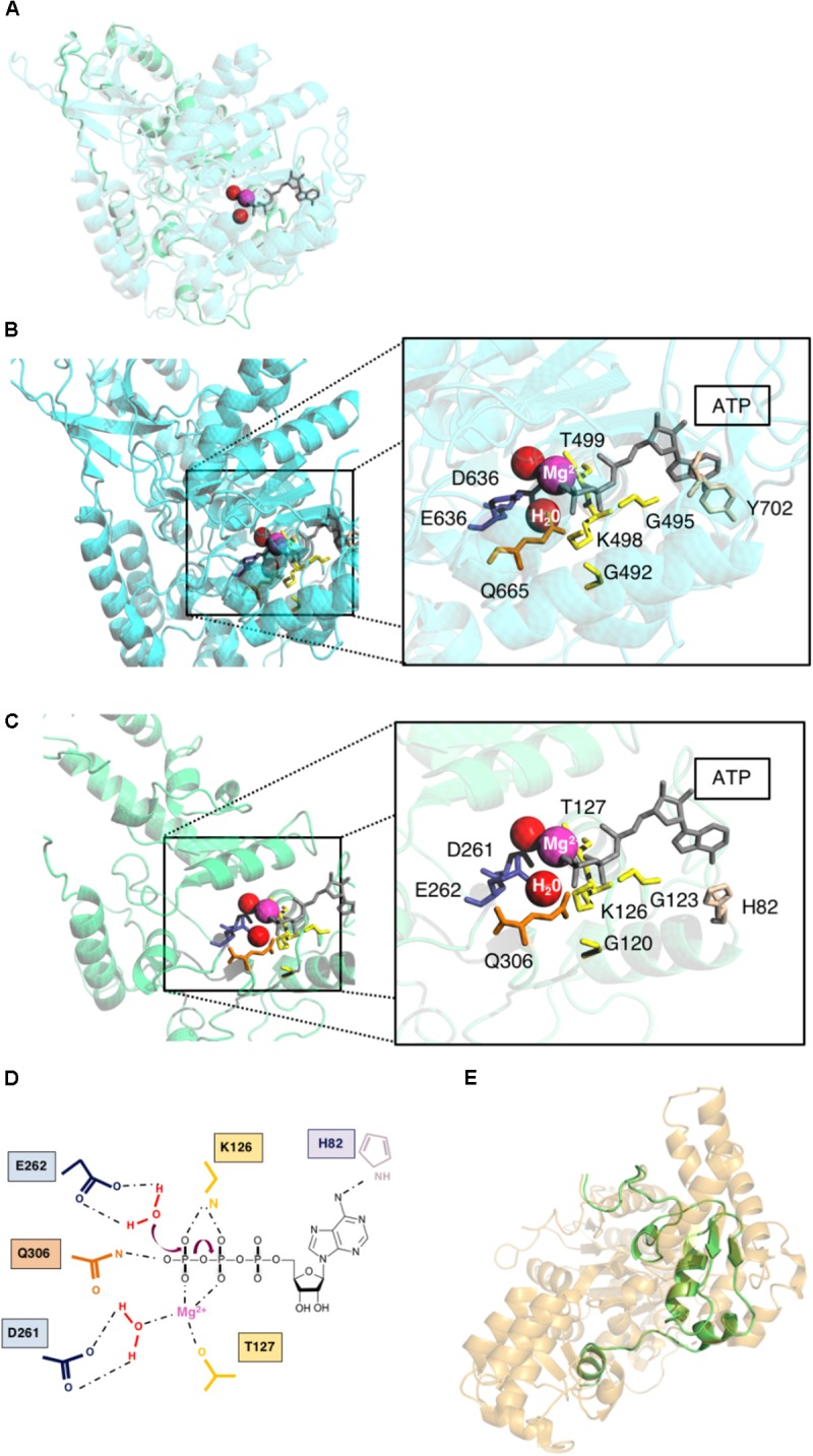 FIGURE 2