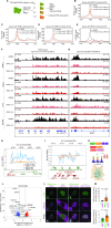 Figure 2. NPM1c directly modulates the transcription of leukemic genes via chromatin hijacking of RNA Pol2 and other transcriptional regulators. A, The experiment scheme of short time period NPM1c degradation. B–E, Normalized binding profile of NPM1c (B), RNA Pol2 (C), Menin (D), and HA-ENL (E) on 6,312 NPM1c binding genes in OCI-AML3 NPM1c degron 2 cells treated with 500 nmol/L dTAG-13 for the indicated time. F and G, The example IGV view of NPM1c, RNA Pol II, Menin, and HA-ENL enrichment at HOXA cluster (F), MEIS1 (G) locus with 500 nmol/L dTAG-13 treatment of indicated time. H and I, Bru-seq track of HOXA cluster (H) and MEIS1 (I) locus of OCI-AML3 NPM1c degron 2 cells treated with DMSO or 500 nmol/L dTAG-13 for 12 hours. J, The volcano plot shows the differential transcription genes on the gene body Bru-seq reads with the treatment of 12 hours 500 nmol/L dTAG-13 in OCI-AML3 NPM1c degron 2 cells. The horizontal dashed line indicates the cutoff for P = 0.01. The vertical dashed line indicates the 1.5-fold cutoff for fold change in gene expression. K, The LacI-LacO-array system to study the multivalent homotypic/heterotypic interactions between NPM1c and other transcription machinery protein on genomic loci. NPM1c-LacI is labeled with EYFP, NPM1c, or RPB1-CTD is labeled with mCherry. If heterotypic/homotypic interaction exists, both EYFP and mCherry-labeled protein will form puncta at endogenous LacO array. L, Two-color confocal fluorescence images of U2OS LacO-array cell cotransfected with EYFP-LacI with NPM1c-mCherry or RPB1-CTD mCherry (left two columns). And images of cells cotransfected with EYFP-NPM1c-LacI with NPM1c-mCherry or RPB1-CTD mCherry (right two columns). LacO-array locus is circled out and magnified LacO-array locus images are shown at the lower left part of the image. M, Enrichment of mCherry signal quantification at the LacO-array locus in the cells transfected in L. Mean ± S.D is shown. P value is calculated by the Student t test.
