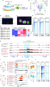 Figure 4. NPM1c's hijacking of active transcription is cell-type specific and depends on cell-type–specific chromatin state. A, The scheme of CRISPR-Cas9 HDR mediated knock-in of human NPM1ca-eGFP (NPM1c type A) in mouse HOXB8-ER–immortalized cell line. The CRISPR knock-in results in the replacement of exon 12 and 3′UTR of mouse Npm1 genes to human NPM1c exon with eGFP and 3′UTR of mouse Npm1 gene. B, Two-color western blot showing the presence of both NPM1ca-GFP and NPM1-WT in HOXB8 NPM1cA-eGFP cell line clones 4, 12, and 18. C, Confocal image of NPM1ca-eGFP clone 12 on the cytoplasm and nuclear localization of NPM1ca-eGFP. Scale bar in (i), 10 μm. Scale bar in (ii), 5 μm. D, Volcano plot showing the differential expressed genes in NPM1ca-GFP clones vs. parental HOXB8-ER cell lines. The horizontal dashed line indicates the cutoff for a P = 0.01. The vertical dashed line indicates the 1.5-fold cutoff for fold change. E, Table of mean TPM value of HoxA/B cluster genes as well as Irx3, Irx5 in NPM1ca clones (n = 3) and parental cell HOXB8-ER (n = 2) cell lines. F, Heat map of Z-score of differentially expressed hematopoietic transcriptional factors. G, NPM1c, H3K27ac, and H3k27me3 binding profile on genes with NPM1ca binding (n = 4,734) in NPM1ca clone 12 cells. H, IGV view of NPM1c, H3K27ac, and H3K27me3's enrichment and distribution at HoxA cluster of NPM1ca clone 12 and HOXB8-ER parental cell lines. The blue shaded area indicates the HoxA cluster from Hoxa1 to Hottip. I and J, Left; gene-expression alteration of Gata2 (I) and Mycn (J). Right: NPM1ca, H3K27ac, and H3K27me3's enrichment and distribution at Gata2 (I) and Mycn (J) locus in the NPM1ca clone 12 cell and HOXB8-ER parental cell line. The blue shaded area indicates the −77 enhancer of Gata2 previously reported (35–37). Mean ± SD was shown in the TPM plot. n = 3 for NPM1ca group. n = 2 for the WT (HOXB8-ER parental cell line) group. K, Box plot showing the expression level of upregulated and downregulated genes in K. Median and 25%, 75% percentile are plotted for the middle line, top, and bottom box line. Whisker indicates the maximum and minimum value in the data. L, The binding profile of NPM1c, H3K27ac, and H3K27me3 in genes upregulated and downregulated in NPM1ca clones compared with parental HOXB8-ER. The NPM1c profile plots the CUT&RUN data of NPM1c from NPM1ca-GFP clone 12 cells. H3K27ac and H3K27me3 profiles plot the CUT&RUN data from the parental HOXB8-ER cell line. A heat map showing TPM of the corresponding genes in NPM1ca-GFP clones and parental HOXB8-ER cell line is shown on the right. Upregulated genes and downregulated genes are filtered only by P < 0.05. The gene-expression fold change was omitted.