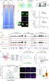 Figure 5. XPO1 nuclear export inhibition displaces NPM1c from chromatin. A, The binding profile of NPM1c, XPO1, and H3K27ac at NPM1c-binding genes in OCI-AML3 cells from −3 kb TSS to + 3 kb TES. B, The peak overlap between NPM1c and XPO1 peaks (left) and genes with TSS peak (right) in OCI-AML3 NPM1c degron 2 cells. C, Coimmunoprecipitation of NPM1c and XPO1 in OCI-AML3 cells. D, Confocal immunofluorescence image of colocalization of both NPM1ca-eGFP and XPO1 in NPM1ca-eGFP HOXB8 cells. DAPI was used to stain the DNA of the nucleus. E and F, NPM1c (E) and XPO1 (F) binding profile in 6,312 NPM1c binding genes with the treatment of 500 nmol/L dTAG-13 and 25 nmol/L selinexor for 24 hours in OCI-AML3 NPM1c degron 2 cells. −5 kb TSS to + 5 kb TES. G, IGV view of NPM1c and XPO1 enrichment and distribution at HOXA cluster, MEIS1, HOXB cluster in OCI-AML3 NPM1c degron 2 cells with treatment of 500 nmol/L dTAG-13 and 25 nmol/L selinexor. H, Venn diagram showing the overlap between the downregulated genes in dTAG-13 and selinexor treatment. The representative overlapping genes are listed. P value is calculated by the Fisher exact test for 2 × 2 contingency table. I, The volcano plot shows the differential transcription genes on the gene body Bru-seq reads with the treatment of 12 hours 25 nmol/L selinexor in OCI-AML3 NPM1c degron 2 cells. The horizontal dashed line indicates the cutoff for a P = 0.01. The vertical dashed line indicates the 1.5-fold cutoff for fold change in gene expression. J, The Bru-seq reads of nascent transcription at MEIS1(left) and LHX2(right) locus. K, Two color confocal fluorescence images of U2OS LacO-array cell cotransfected with EYFP-LacI with mCherry-XPO1 (top). And images of cells cotransfected with EYFP-NPM1c-LacI and mCherry-XPO1 (bottom). LacO-array locus is circled out and magnified LacO-array locus images are shown at the lower left part of the image. Nucleus was annotated in bottom images. L, Enrichment of mCherry signal quantification at the LacO-array locus in the cells transfected in K. Mean ± SD is shown. P value is calculated by the Student t test.