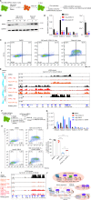 Figure 3. NPM1c maintains an active chromatin state by antagonizing HDAC activity. A, Experimental scheme of dTAG-13 wash-off experiments. B, The dynamic change of NPM1c-FKBP after the wash-off of dTAG-13 at days 1, 2, and 4 in OCI-AML3 NPM1c degron 2 cells. C, The dTAG-13 triggered continuous differentiation is measured by CD14 and CD11b flow cytometry. Represented flow cytometry plots are displayed. D, The expression of HOXA cluster genes and MEIS1 in the cells 1 day with 500 nmol/L dTAG-13 treatment and 4 days after dTAG-13 wash-off in OCI-AML3 NPM1c degron 2 cells. Mean ± SD was shown. n = 3. Relative expression to β-actin was shown. P value is calculated by two tail Student t test (DMSO vs. 1 day dTAG-13 and DMSO vs. 4 day dTAG-13 wash-off). ***, P <0.001. E, IGV view of NPM1c, H3K27me3, and H3K27ac-binding profiles at HOXA cluster after 1 day of dTAG-13 treatment and 4 days dTAG-13 wash-off in OCI-AML3 NPM1c degron 2 cells. F, Experimental scheme of dTAG-13 and HDAC combination treatment experiments. G, The expression of HOXA cluster genes and MEIS1 in the cells 1 day with dTAG-13, HDAC inhibitor (SAHA), and dTAG-13-SAHA combination in OCI-AML3 NPM1c degron 2 cells. Mean ± SD was shown. n = 3. Relative expression to β-actin was shown. H, Alteration of the dTAG-13 triggered continuous differentiation with the 1day treatment of dTAG-13, HDAC inhibitor (SAHA), and dTAG-13-SAHA combination in OCI-AML3 NPM1c degron 2 cells. Differentiation is measured by flow cytometry of CD14, CD11b. Representative flow-cytometric plot is shown on the left. Quantification of undifferentiated CD11b− CD14− cells was shown on the right. n = 3; mean ± SD is shown. P value is calculated by one-way ANOVA test with the Tukey test on all pairwise comparisons between treatment groups. *, P < 0.05; **, P < 0.01; ***, P <0.001. I, IGV view of H3K27ac enrichment and distribution at HOXA cluster after 1-day treatment of dTAG-13 treatment and 4 days dTAG-13 wash-off in OCI-AML3 NPM1c degron 2 cells. J, Model of NPM1c's regulation of transcription and HDAC antagonism on chromatin for leukemic genes’ expression. NPM1c forms condensate to hijack the active transcription of target genes in AML—HOXA/B cluster genes, MEIS1, and IRX5 (top). With degradation of NPM1c, RNA Pol2 and transcriptional complexes like SEC and MLL–Menin are displaced from NPM1c target genes. HDACs are activated and silence the chromatin state in NPM1c target genes (bottom left). With the wash-off of dTAG-13, continued differentiation is observed in cells after 24-hour pulse dTAG-13 treatment, with the silencing of NPM1c target genes initiated by HDACs (bottom right). Pulse vorinostat and dTAG-13 cotreatment leads to a significant delay of continued differentiation, with partial reversal of chromatin state and gene expression in comparison with dTAG-13 (bottom right).