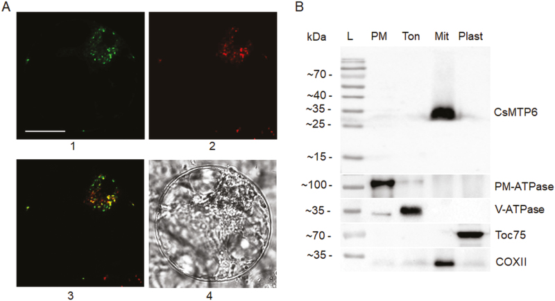 Fig. 2.