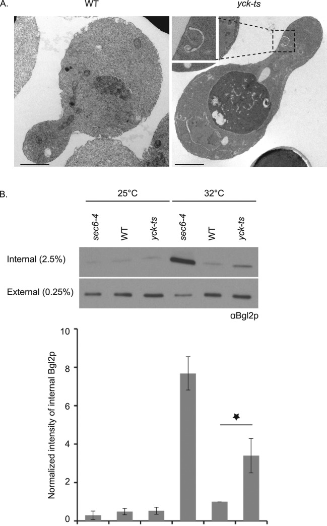 FIGURE 4: