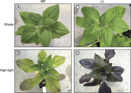 Fig. 2.