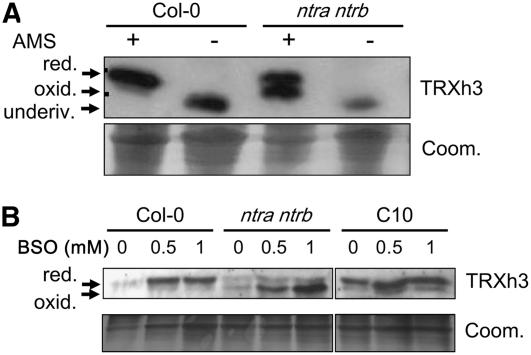 Figure 7.