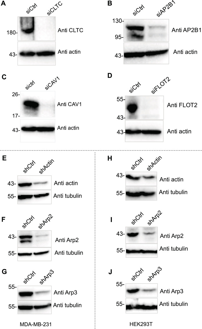 Figure 3—figure supplement 2.