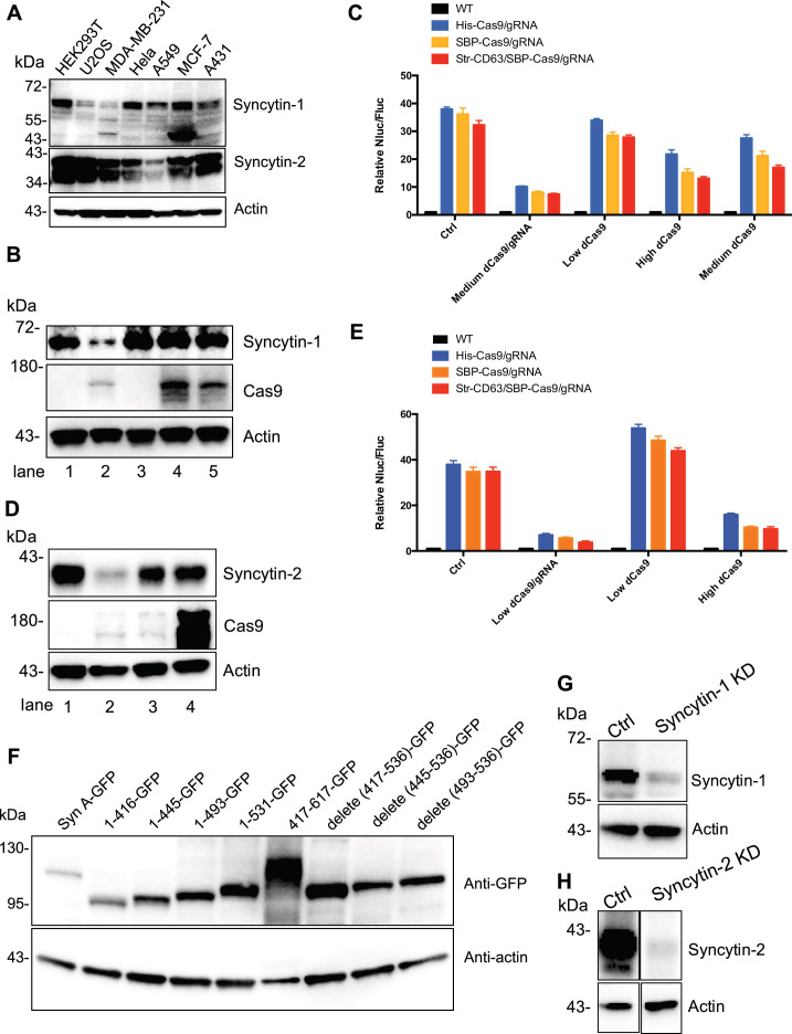 Figure 7—figure supplement 1.