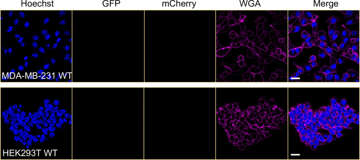 Figure 4—figure supplement 1.