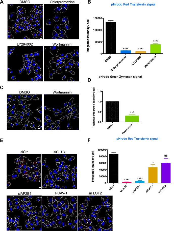 Figure 3—figure supplement 1.