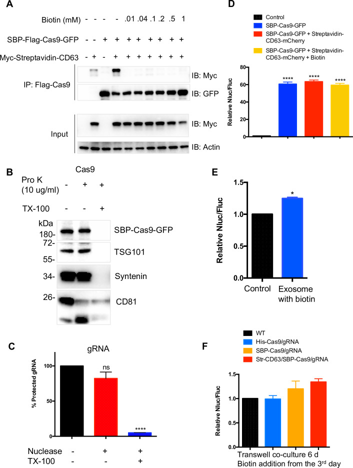 Figure 1—figure supplement 1.