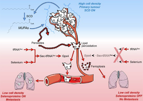 graphic file with name 44321_2024_142_Figa_HTML.jpg