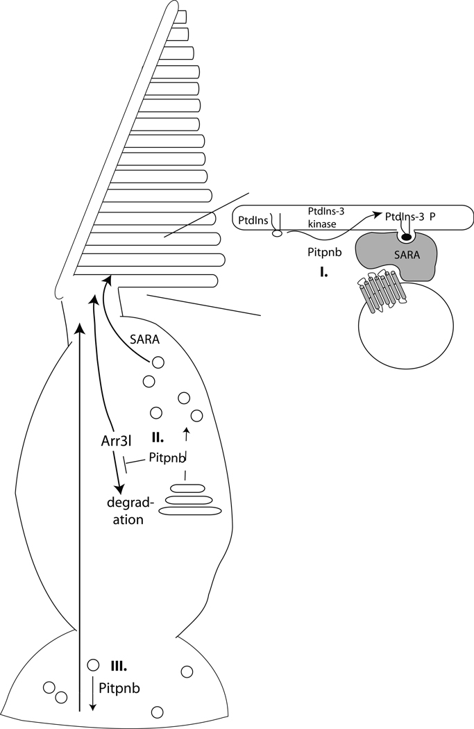 Fig. 10