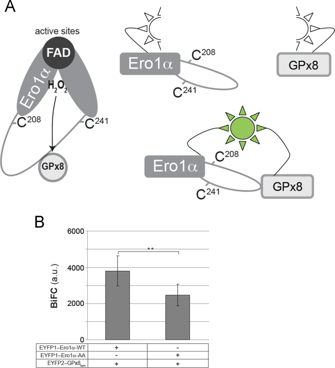 Fig. 5: