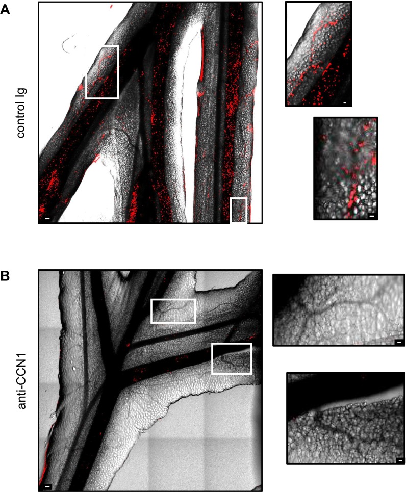 Fig. S6.