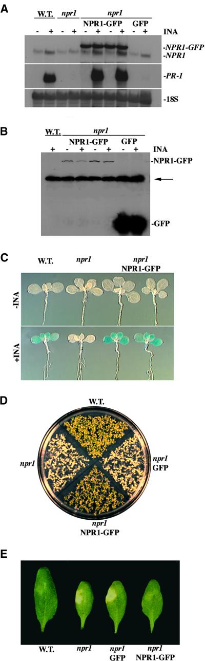 Figure 1.