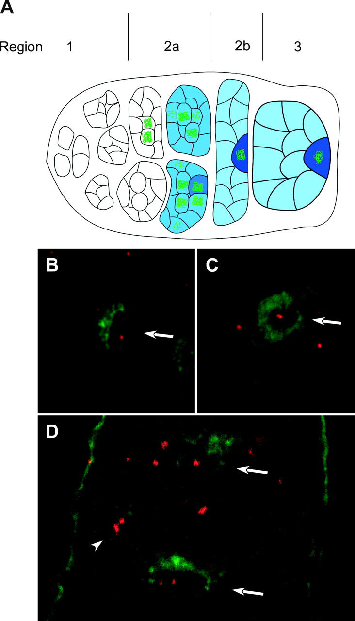 Figure 3.—