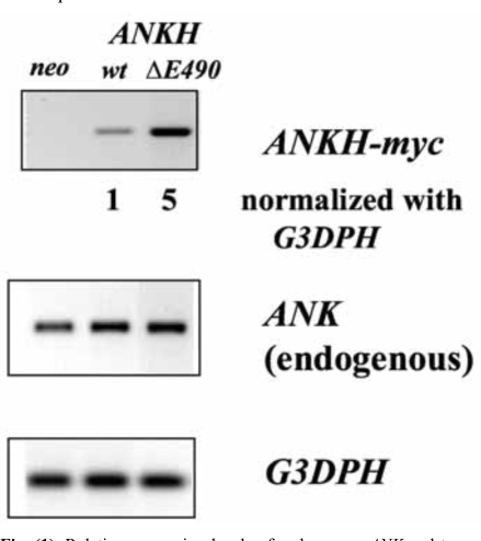 Fig. (1)