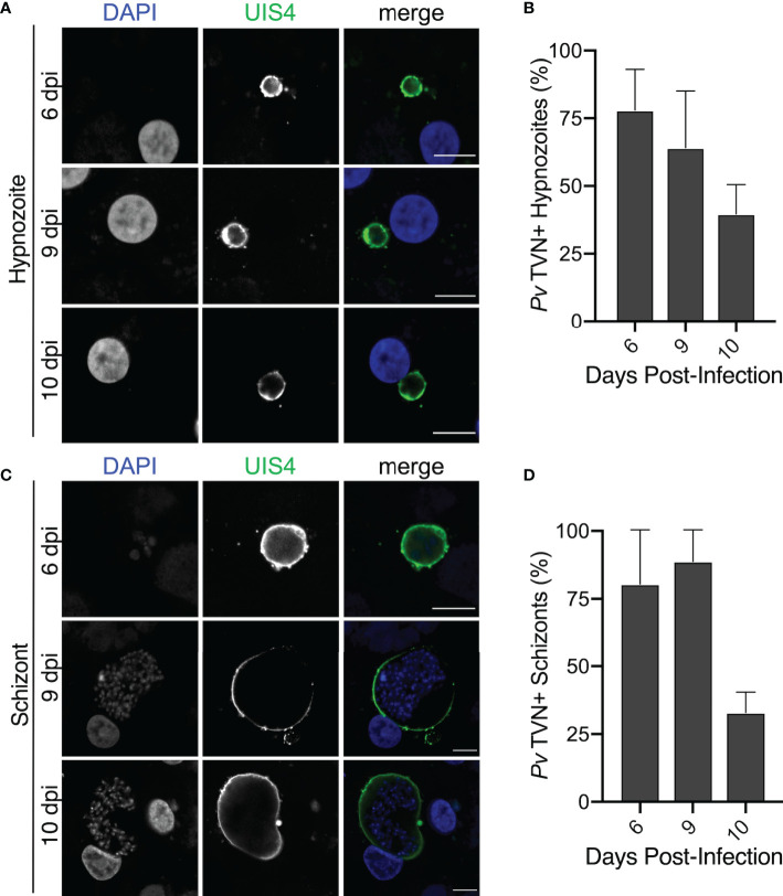 Figure 4