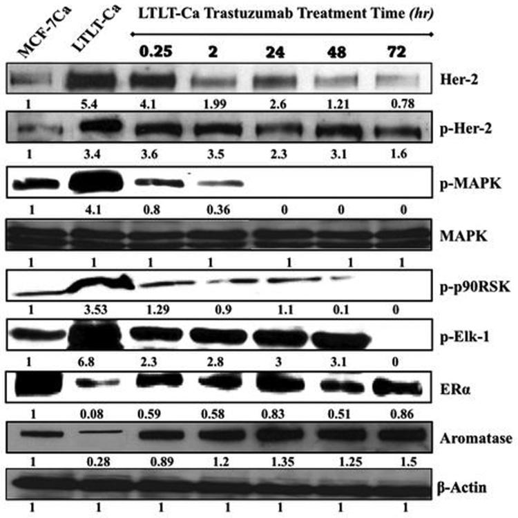 Figure 1B