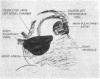 59