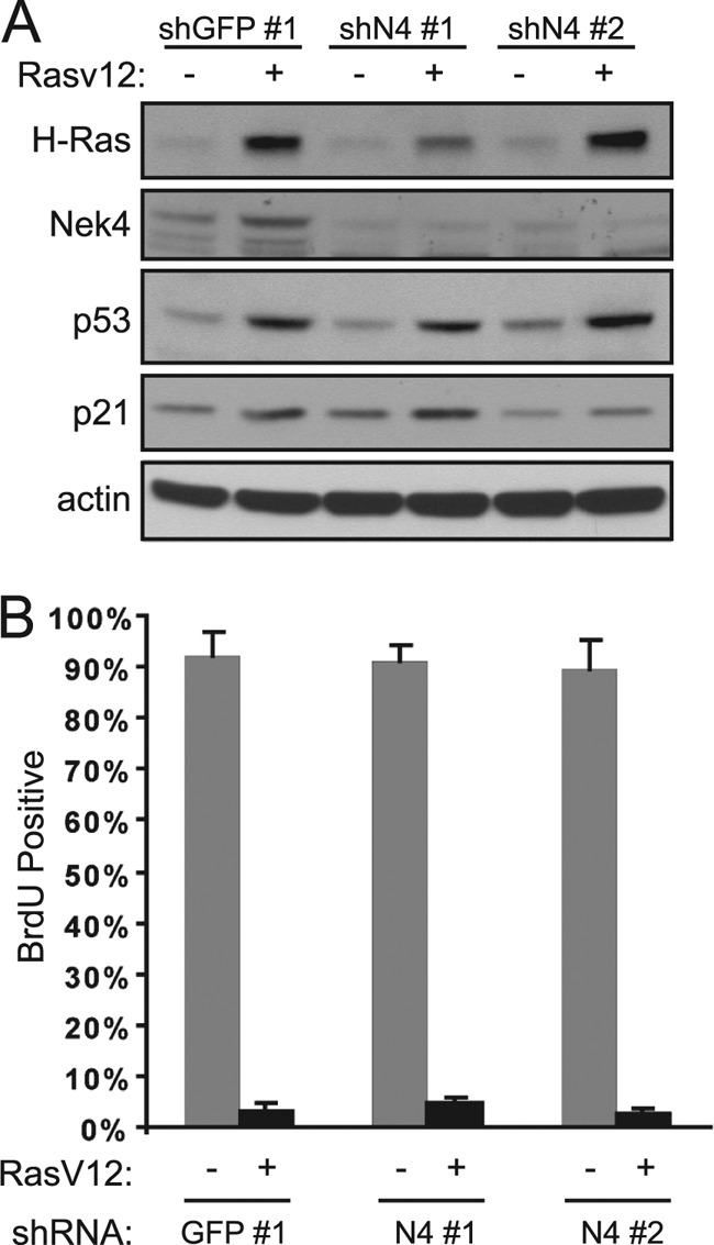 Fig 7