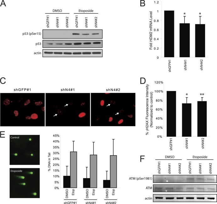 Fig 11