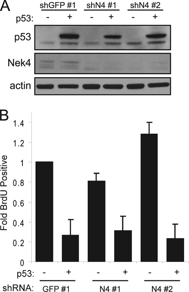 Fig 5