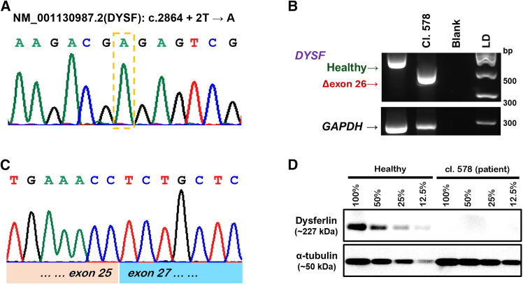 Figure 1