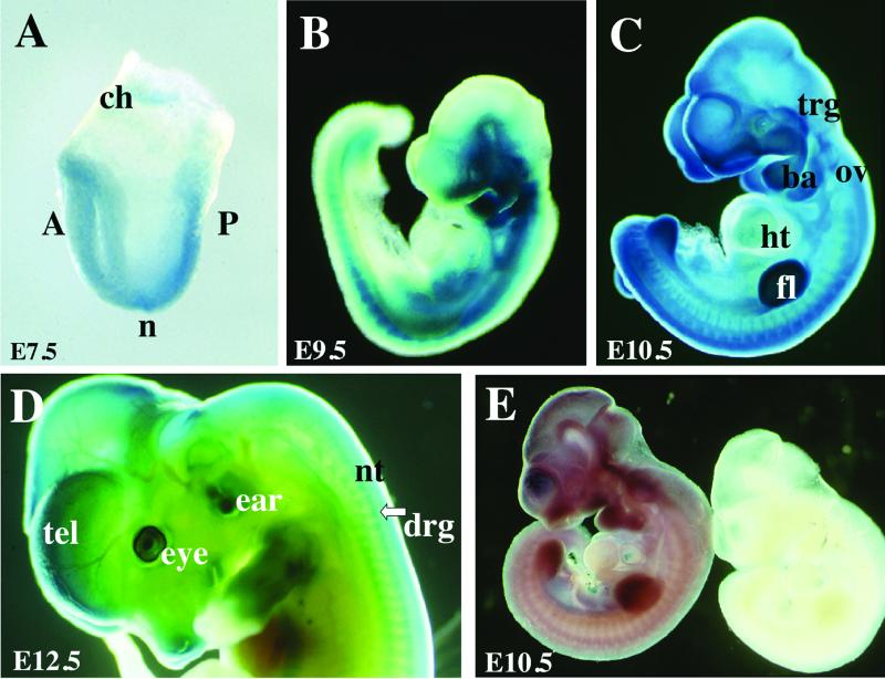 FIG. 2.