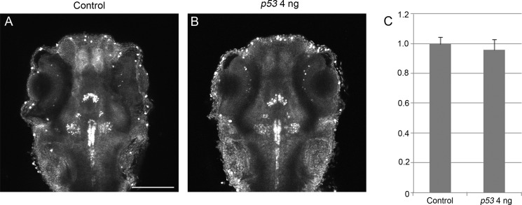 FIGURE 3.