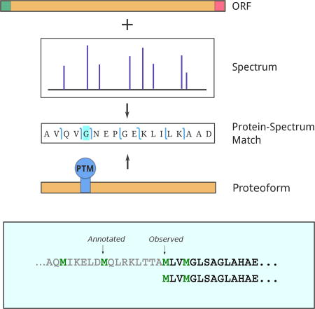 graphic file with name nihms974027u1.jpg