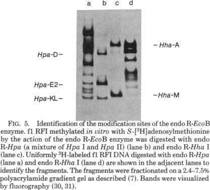 graphic file with name pnas00017-0221-d.jpg