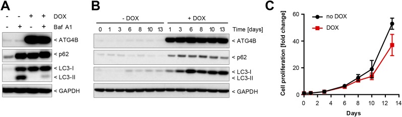 Fig. S5.