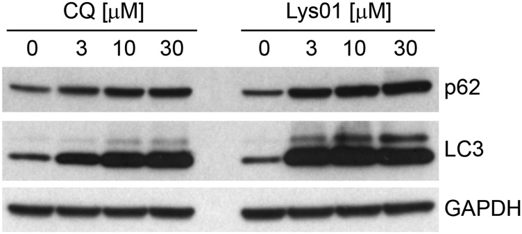 Fig. S1.