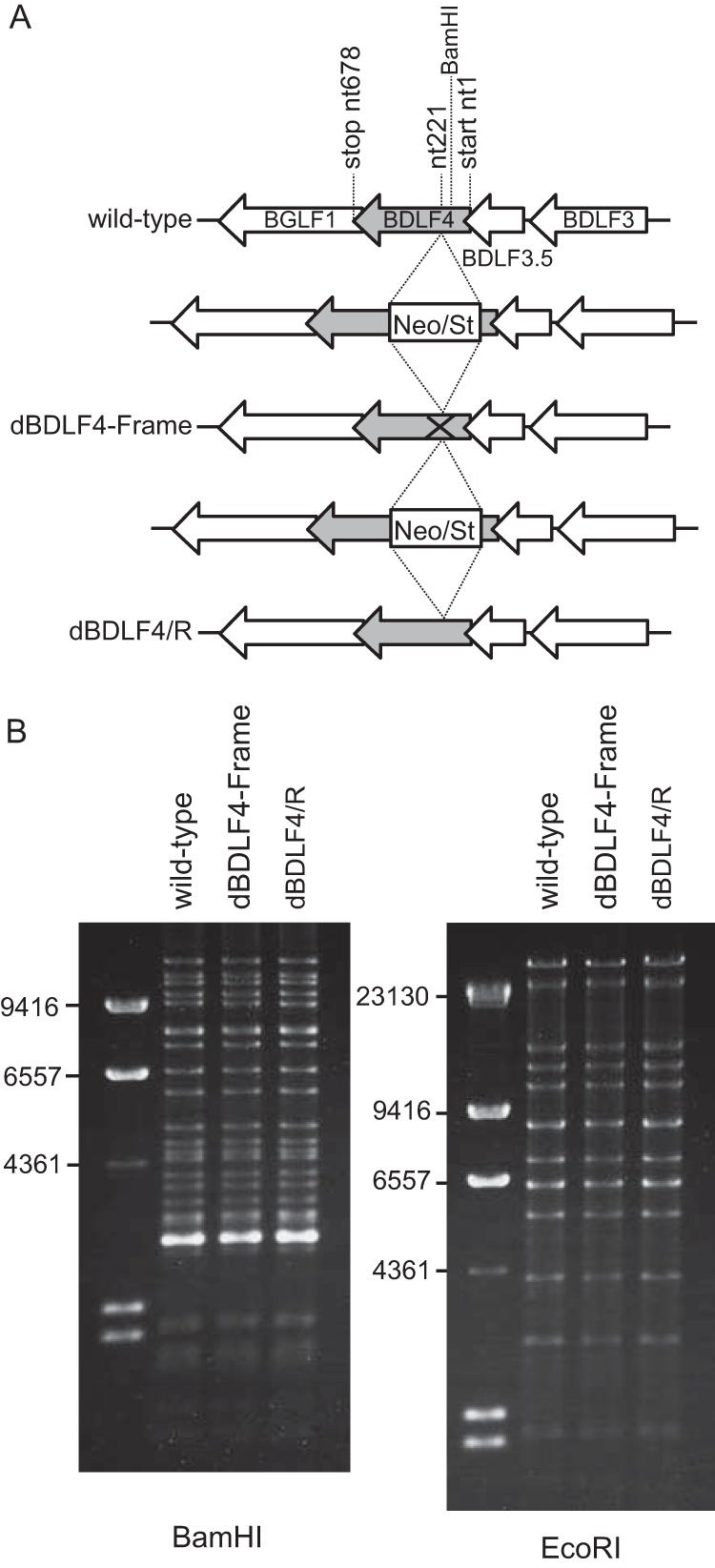 FIG 2