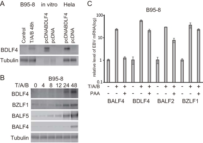 FIG 1